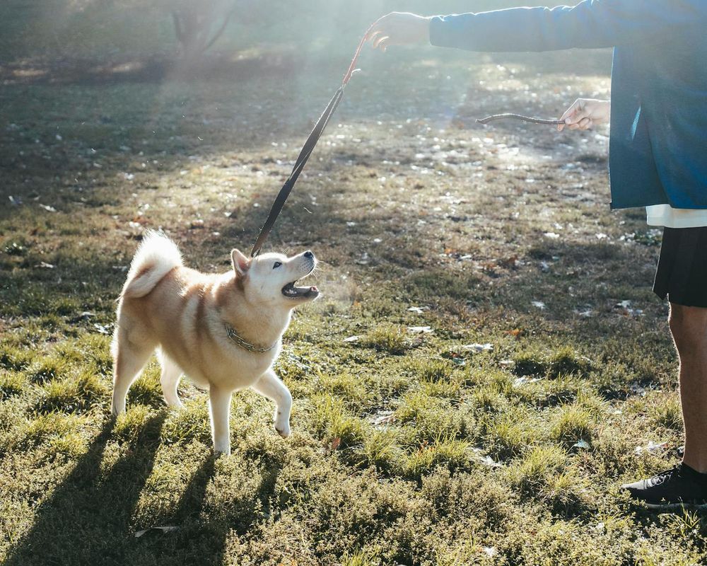 Akita -  most Costliest dog Breed