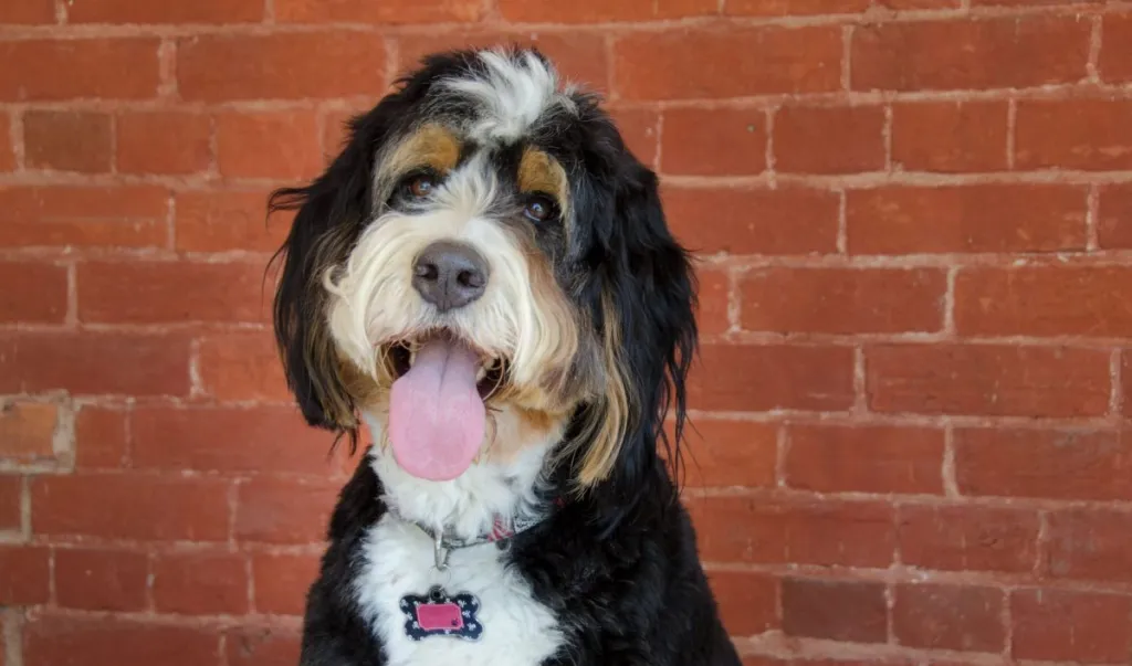 A Bernedoodle dog sits patiently in front of a red brick wall, panting with its tongue hanging out.