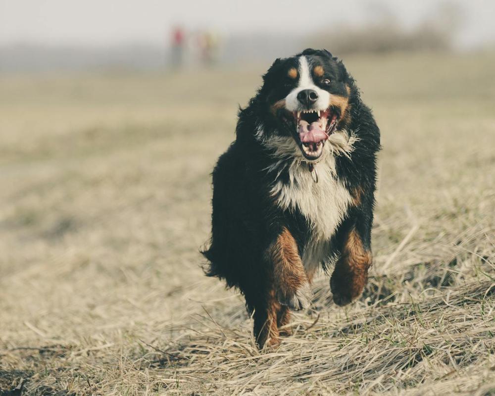 Bernese Mountain Dog - most expensive dog breeds to own