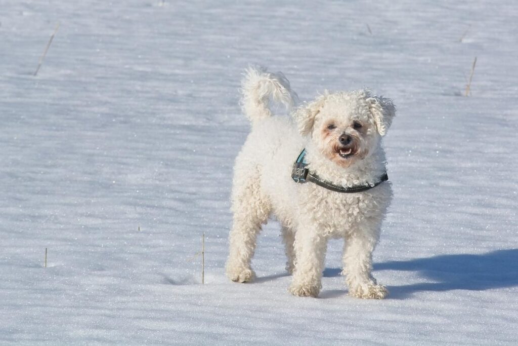 Bichon Frise - small expensive breeds of dog