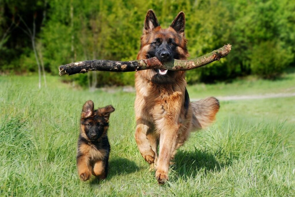 Building a Strong Foundation - A German Shepherd dog and a puppy running in a field of green grass.