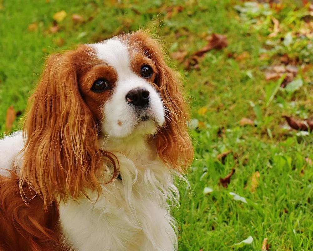 Cavalier King Charles Spaniel - most expensive dogs in the world