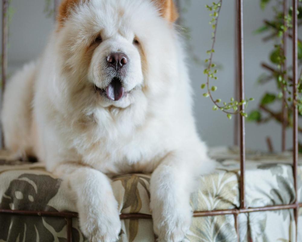 Chow Chow - chow chow most expensive dog