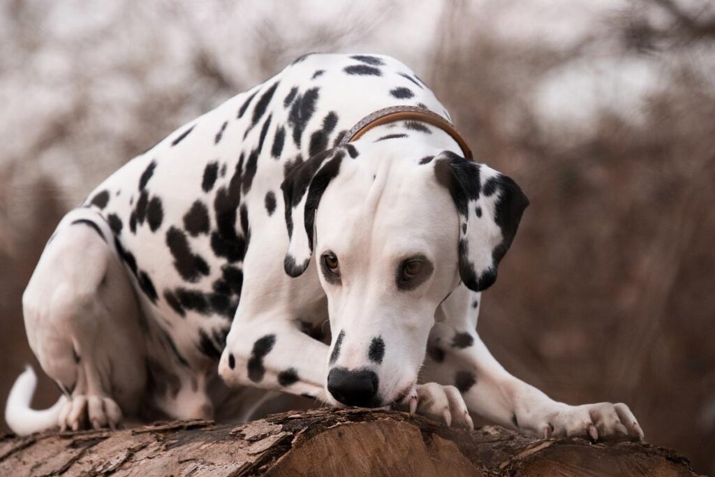 A close-up photo of a Dalmatian dog's face. The dog has black and white spots, floppy ears, and a friendly expression.