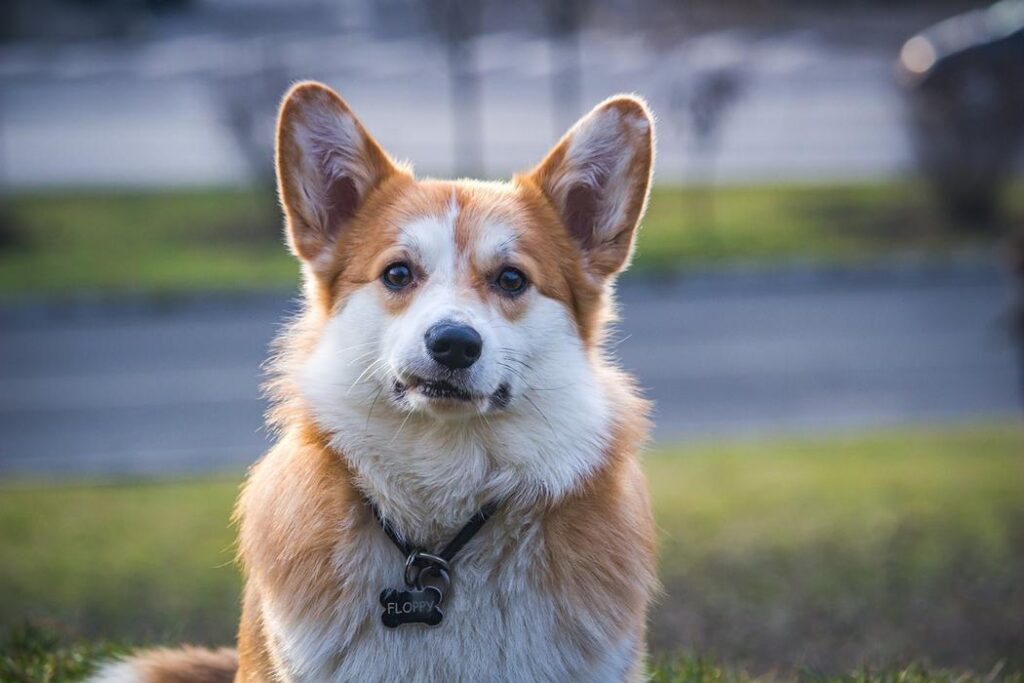 A Corgi dog with short legs and a fluffy tail, sitting in the grass. - 10 good reasons to get a dog