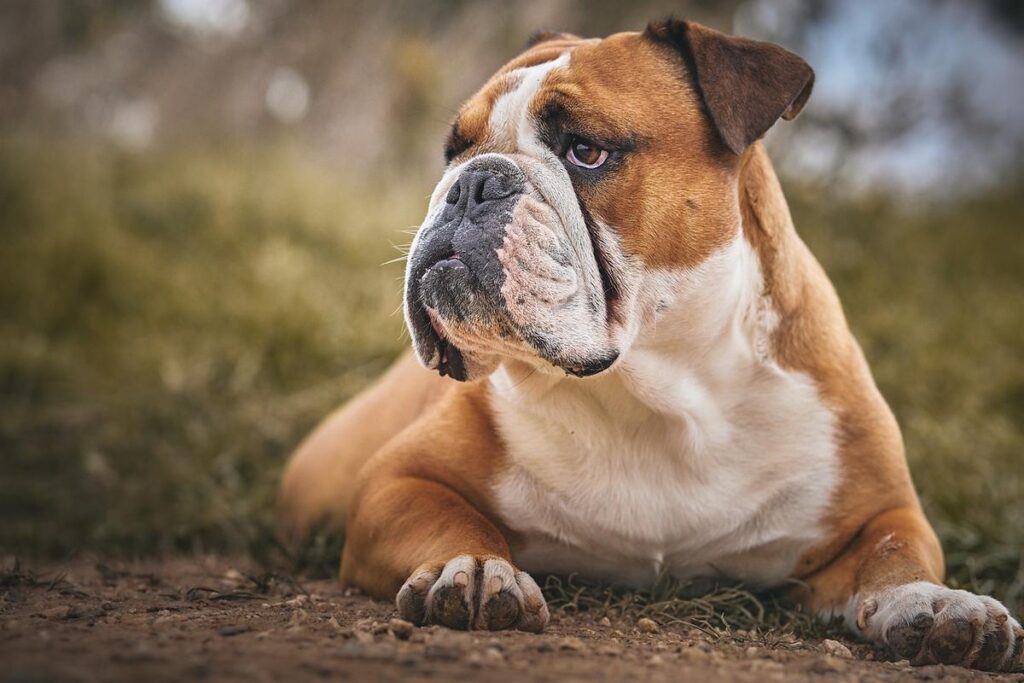 English Bulldog - the world's most expensive dog