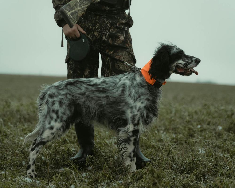 English Setter