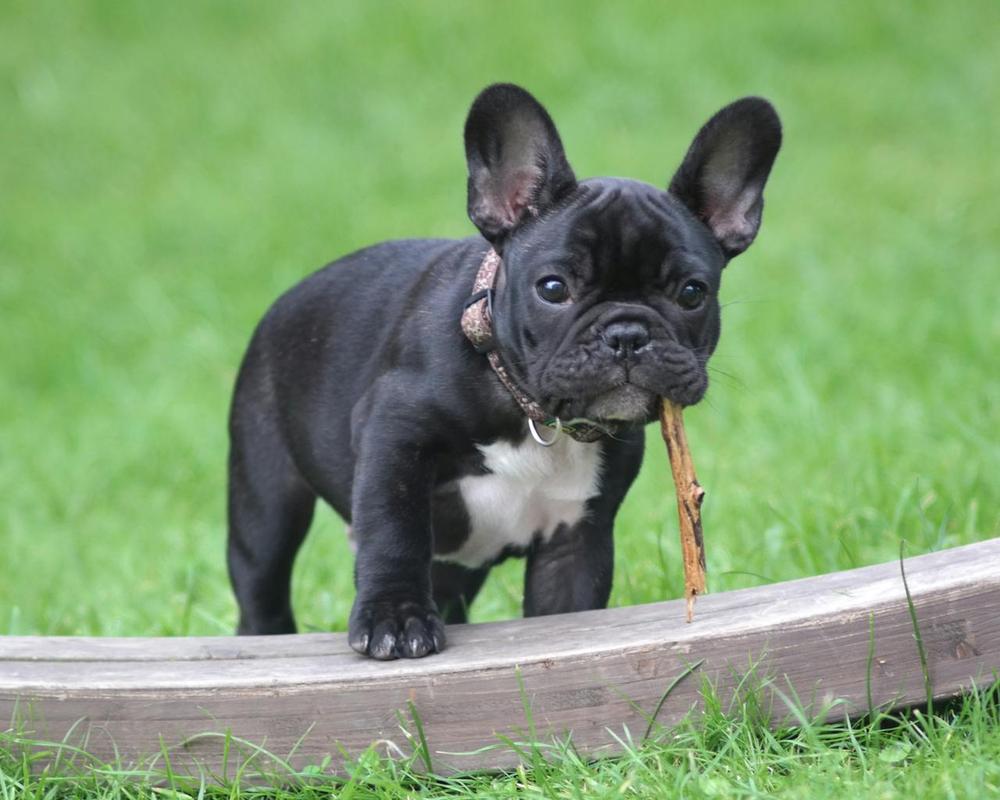 French Bulldog - most expensive dogs