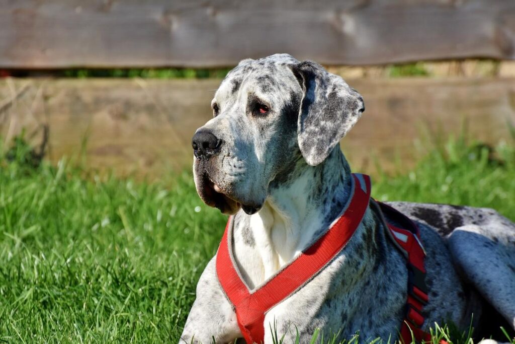 Great Dane - High Cost Dog breed