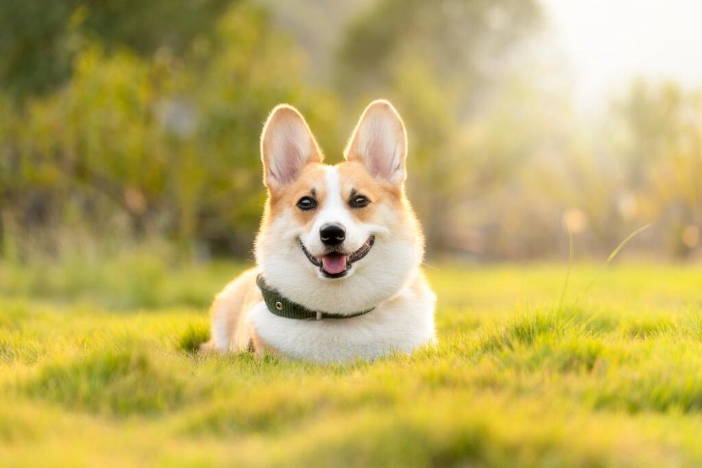 A Pembroke Welsh Corgi dog laying in the grass. - Reason to get a dog