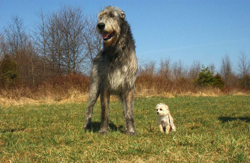 Irish Wolfhound - most expensive dog in the world