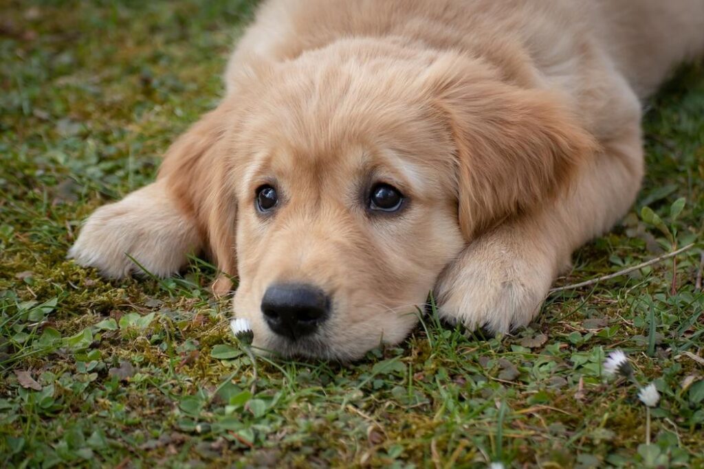 A golden retriever puppy lying on its stomach in the grass, with its head resting on its paws. - Reason To Get a Dog