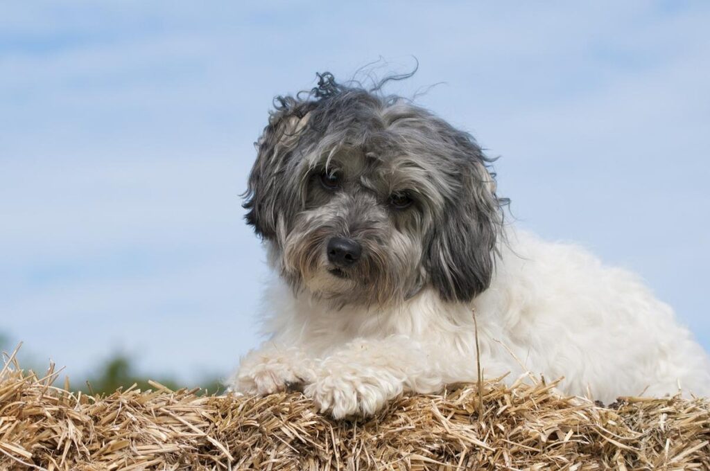 Lowchen - most expensive dog breeds to buy