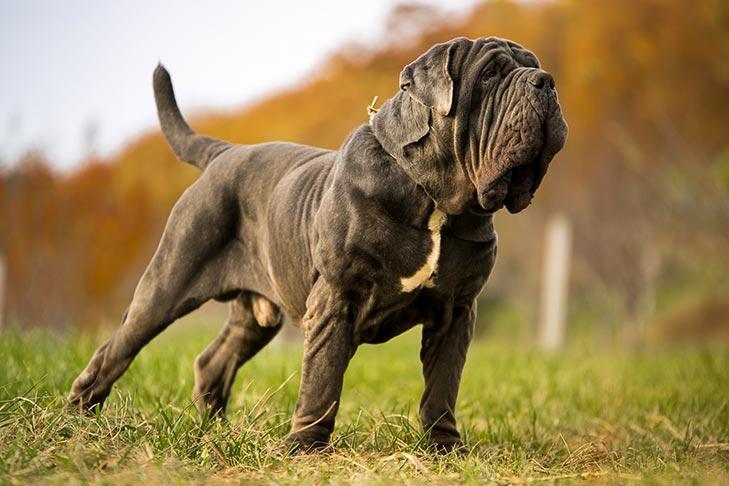 Neapolitan Mastiff - cute most expensive dog