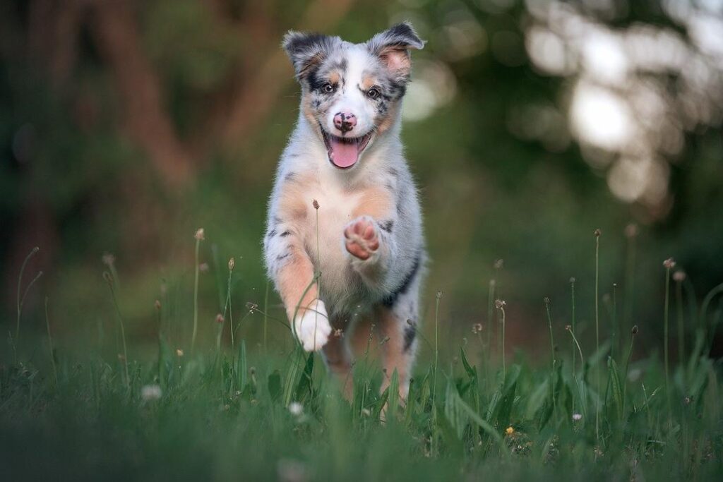 Overcoming Common Training Challenges - A puppy running through a field of tall gras