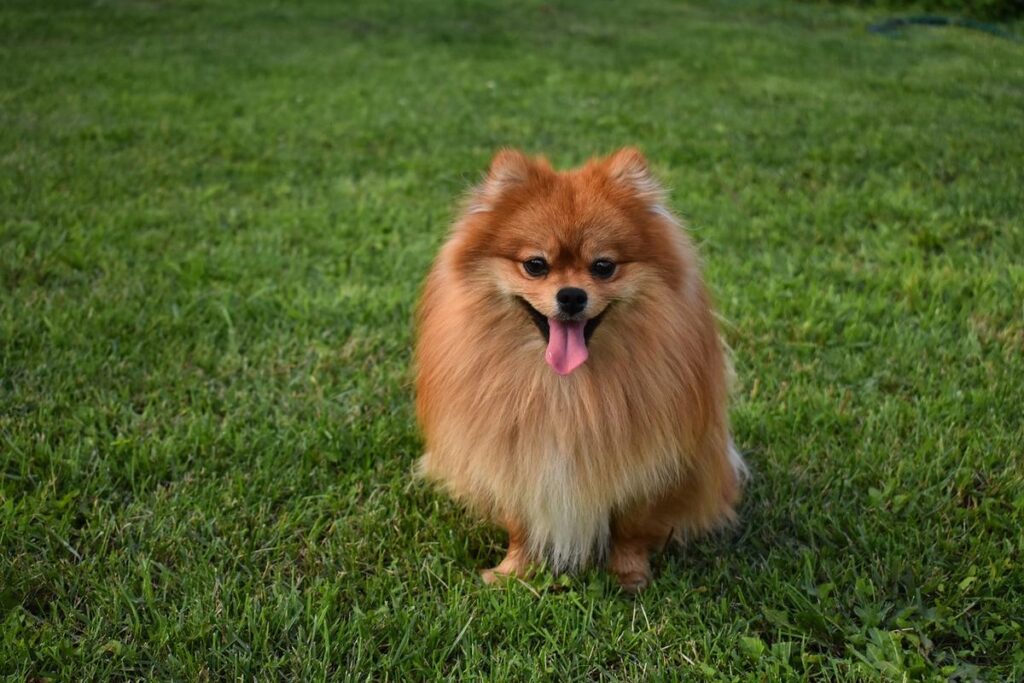 Pomeranian - small expensive dog breeds 