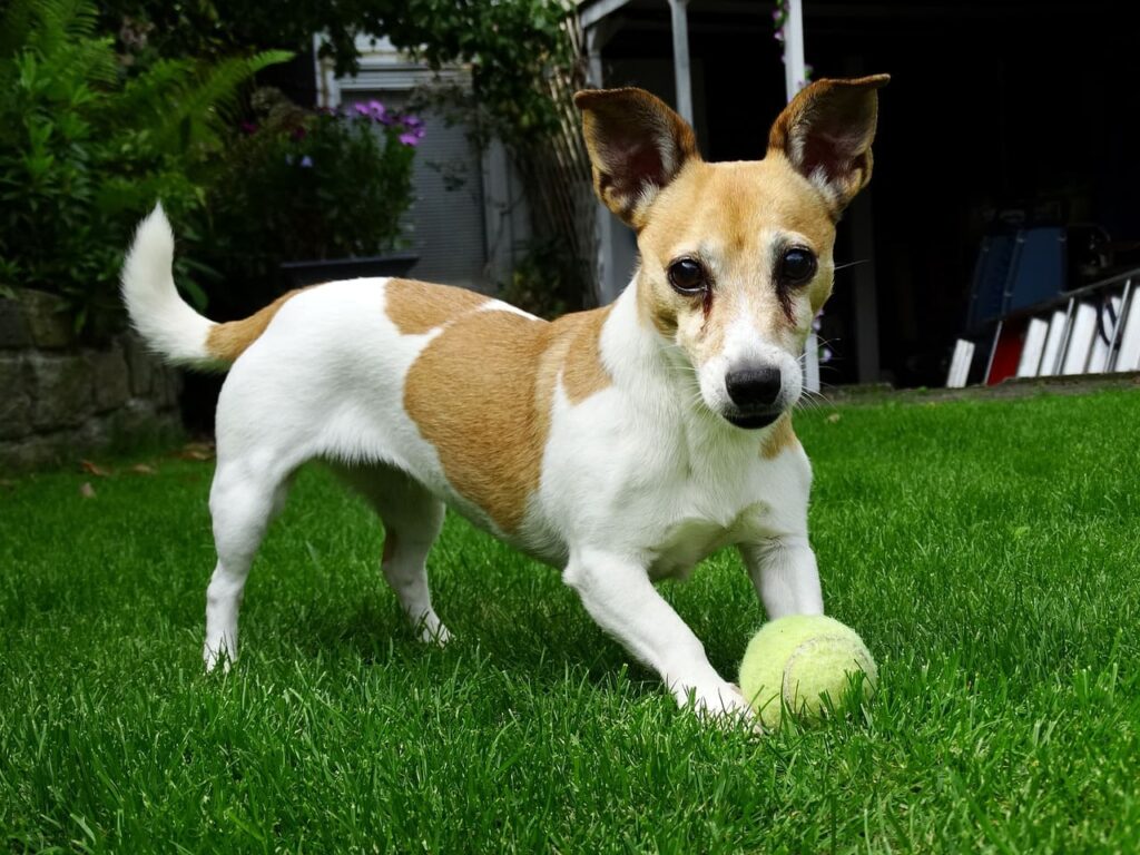 Reasons Why Do Dogs Love Tennis Balls