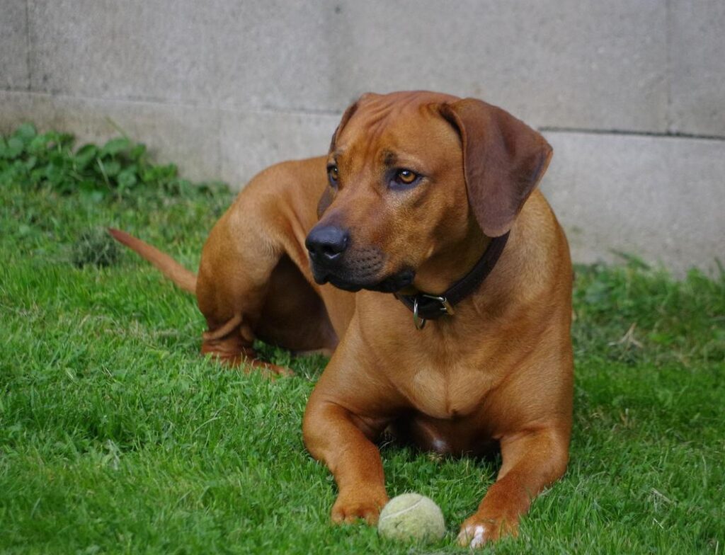 Rhodesian Ridgeback - expensive dog breeds