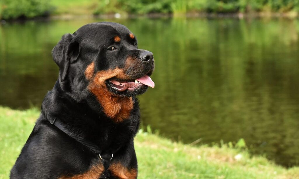 Rottweiler - expensive breeds of dog 