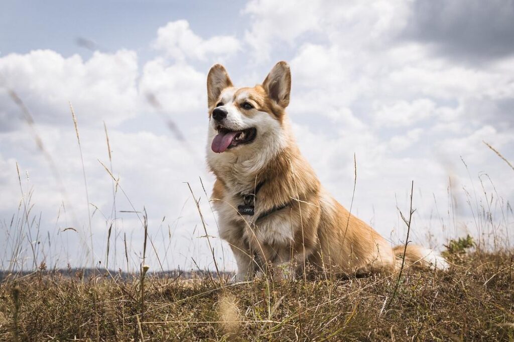 A brown and white dog sitting in a field of green grass. - 10 reason to get a dog