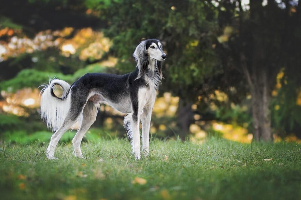 Saluki - Most High Cost Dog Breeds