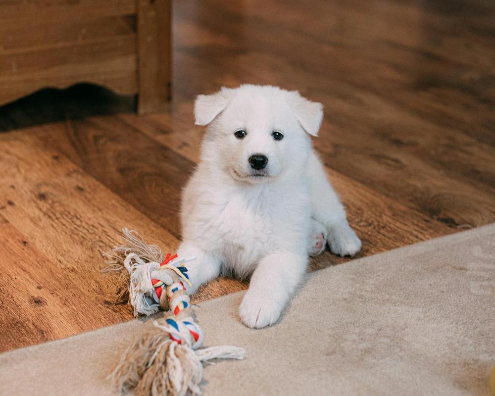 Samoyed - 25 most expensive dog breeds