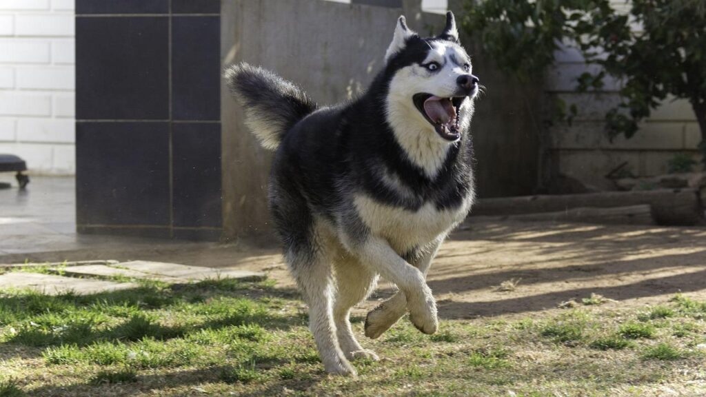 A black and white dog, possibly a Siberian Husky or Alaskan Malamute, is running playfully through a grassy field.