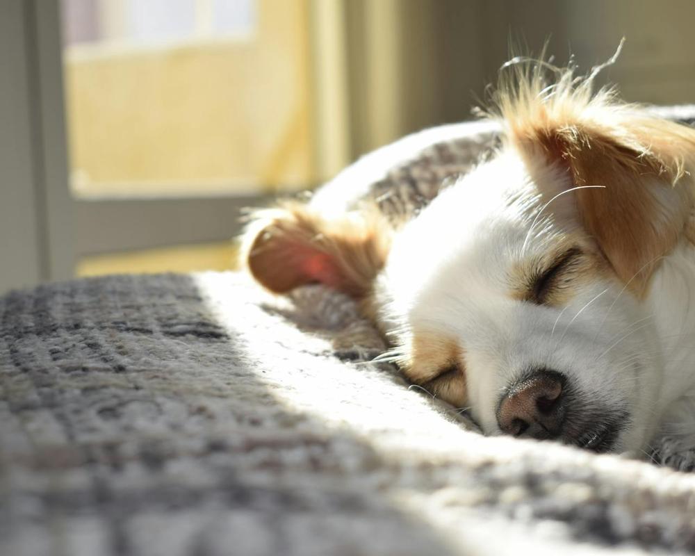 Sleeping Away From You -  how to know if a dog doesn't like you