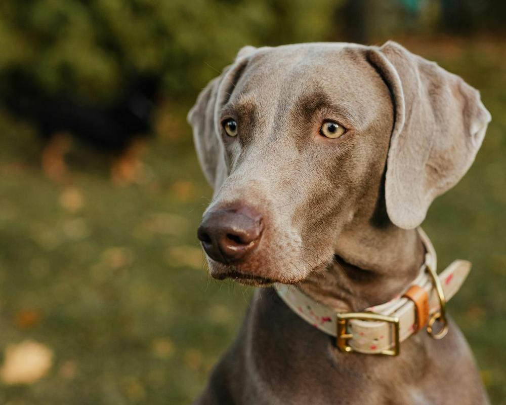 A close-up photo of a gray dog wearing a brown leather collar with a silver name tag. The dog has short, gray fur and is looking directly at the camera with a curious expression.