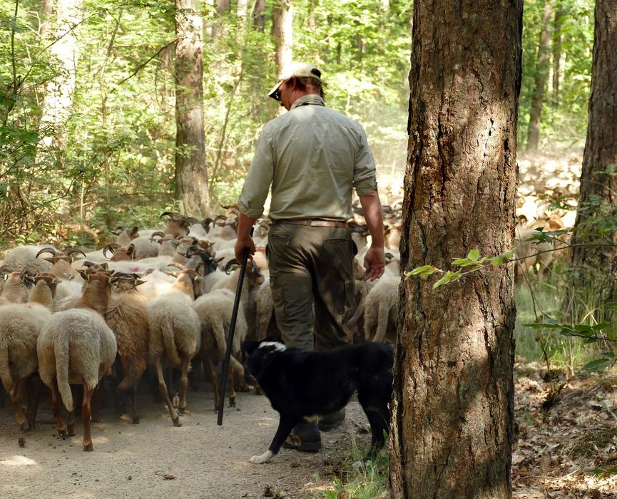 Behavioral Management for cattle dog