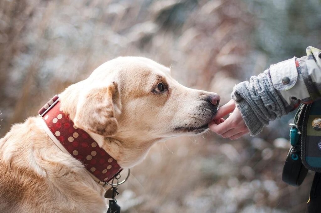 For Dogs Who Need a Little Extra Help - Whistle Training For Dogs