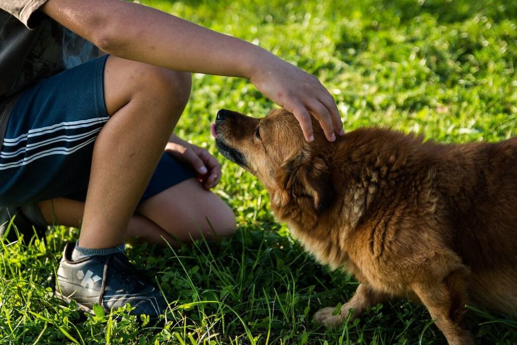 For New Puppy Parents - Whistle Training For Dogs