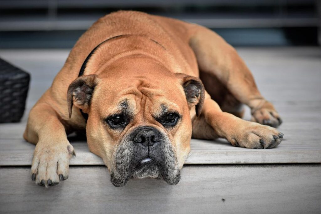 A brindle boxer dog laying on its stomach on the ground, looking at the camera with a sad expression. - Can Dogs Eat Baked Beans