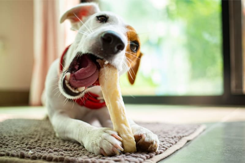 Lamb Bones Safe or Not - can dogs have lamb bones