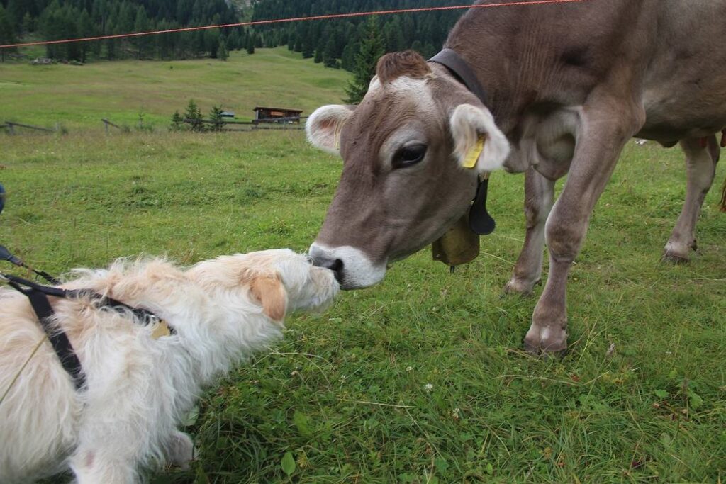 A brown and white cow with a black nose nuzzles a white dog with black spots on its head and back in a grassy field.