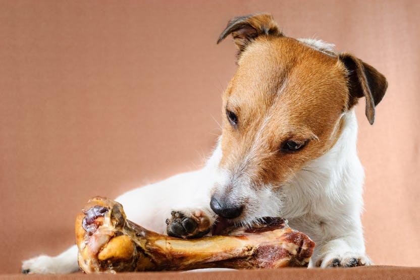 Safe Practices for Feeding Lamb Bones to Dogs - can dogs have lamb bones