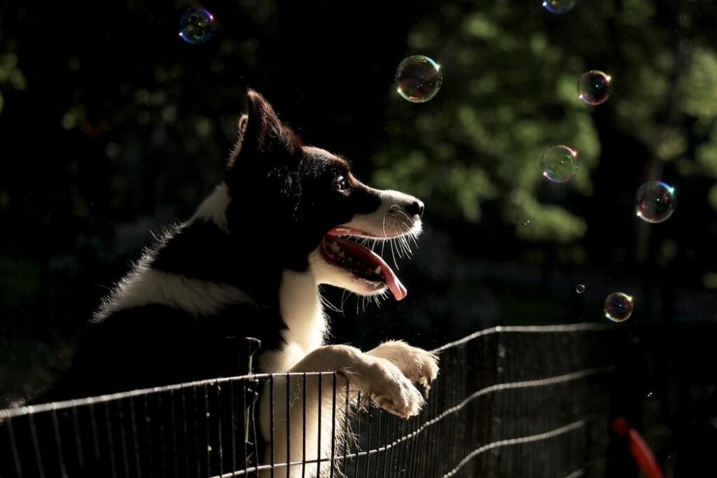 The Benefits of Respecting the Bubble - bubble theory dog training