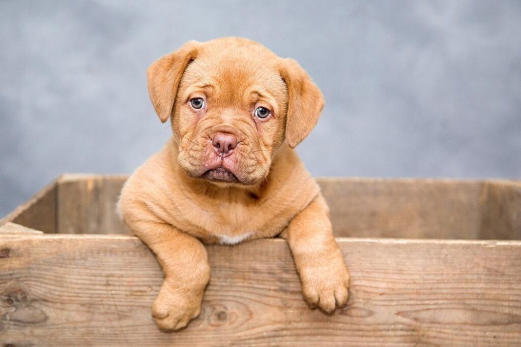 A dogue de bordeaux or english mastiff puppy with brindle fur looking curiously out of a wooden box - Can Dogs Eat Baked Beans