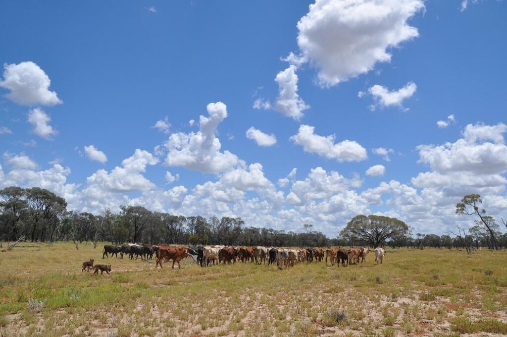 A herd of cattle grazing in a grassy field under a blue sky.