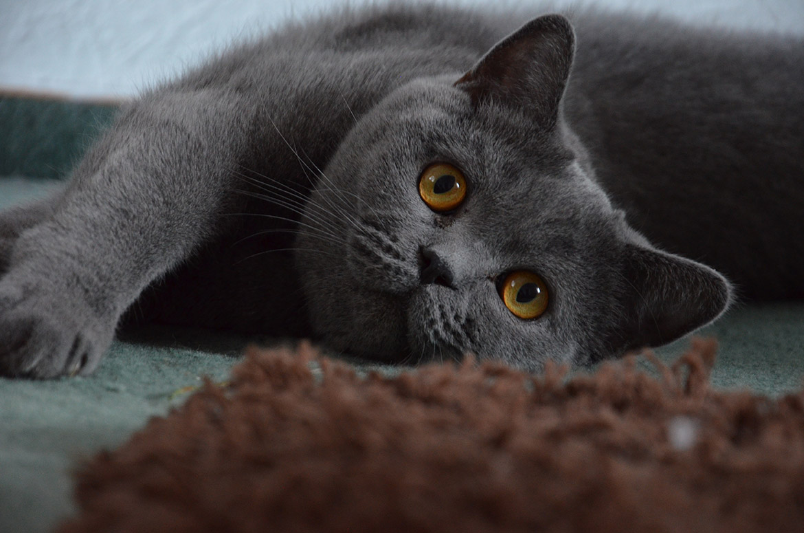 British Shorthair