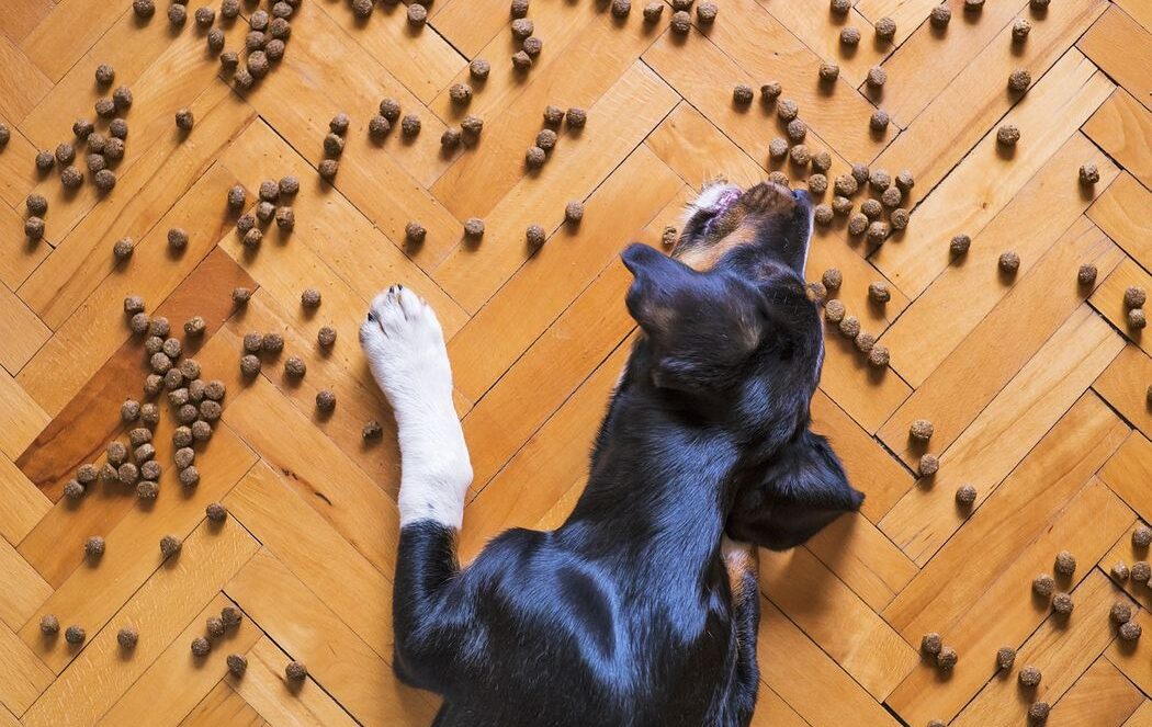 A mixed breed dog with brindle fur making a mess while eating dog food scattered on a wooden floor - Can Dogs Eat Baked Beans