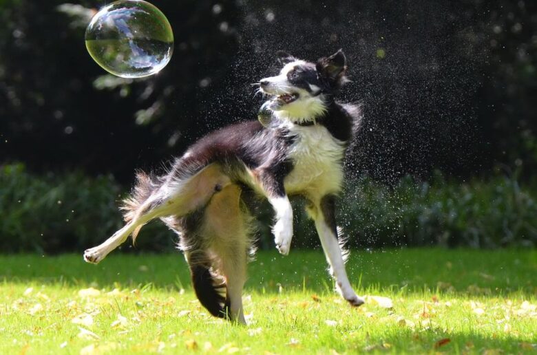 Unlock the Power of Bubble Theory in Dog Training